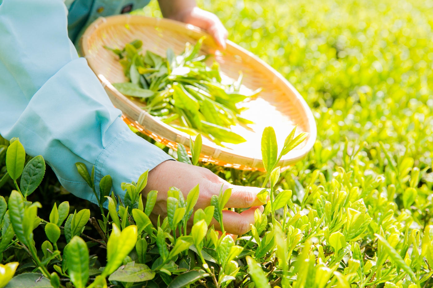 1-Day Tour: Sky-High Tea Plantation and Japanese Sweets Making Experience