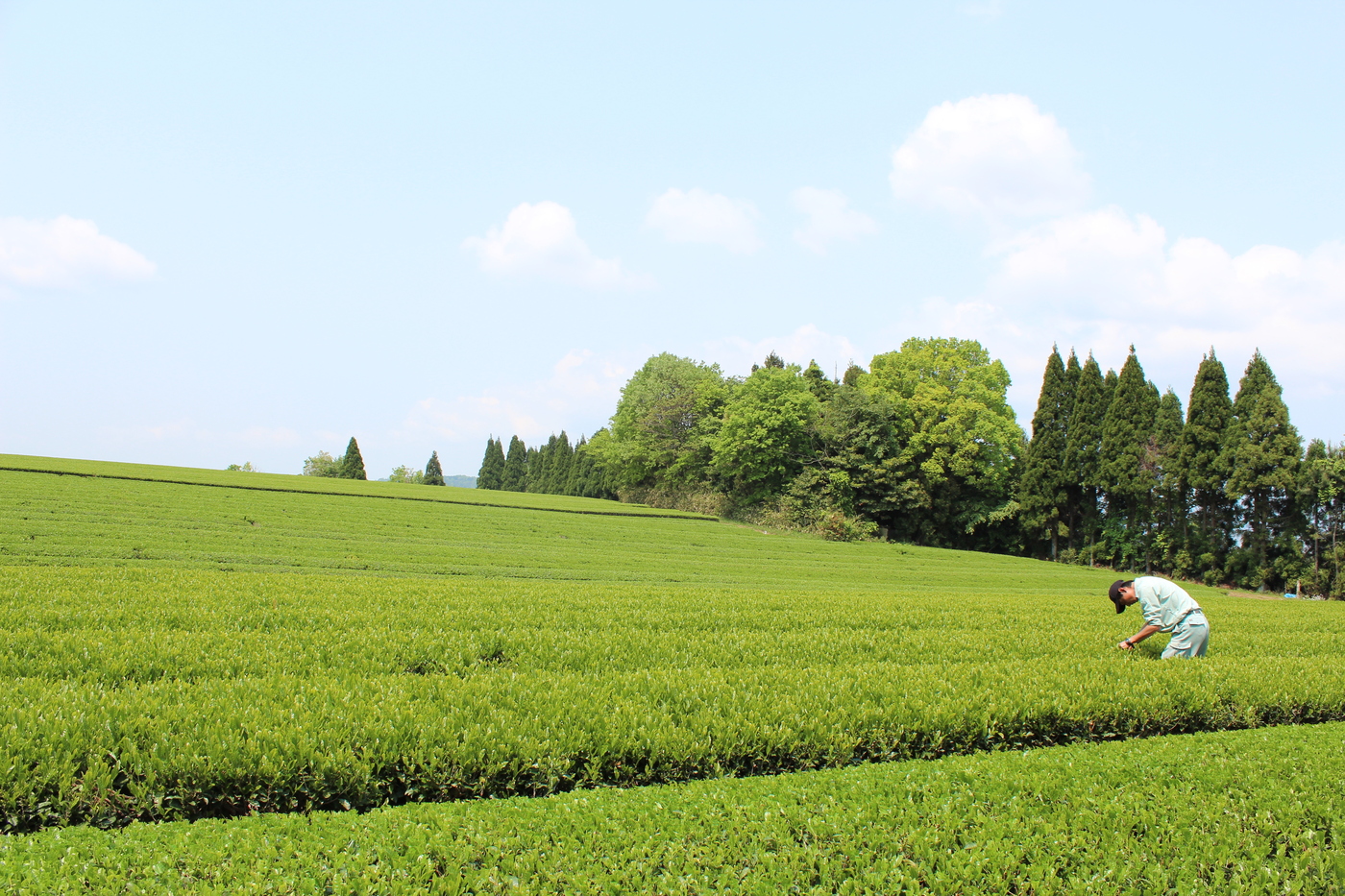 Enjoy making tea while taking in the scenery of Matsue, which changes with the seasons.
